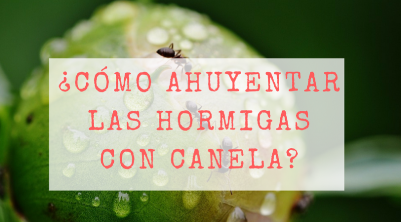 ¿Cómo ahuyentar las hormigas con canela?