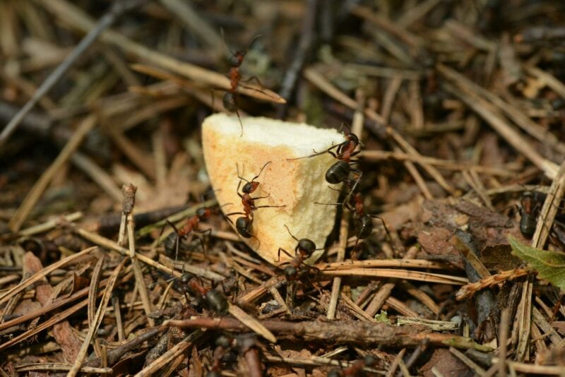 El truco viral para evitar las plagas de hormigas en casa