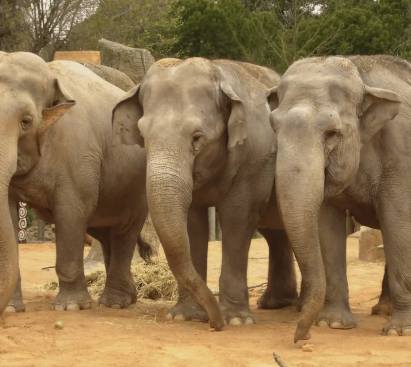 Cupón Descuento para el Zoo Aquarium de Madrid