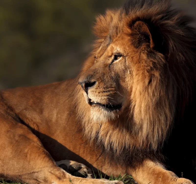 Cupón Descuento para el Parc Zoologique de Paris